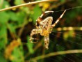 /album/araneidae/araneus-diademetus-jpg/